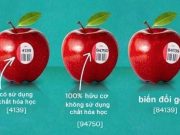 Bạn Có Biết Ý Nghĩa Các Con Số Dán Trên Trái Cây Nhập Khẩu Bạn Có Biết Ý Nghĩa Các Con Số Dán Trên Trái Cây Nhập Khẩu 11