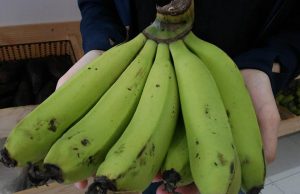 Cách chọn chuối ngon ít người để ý cách chọn chuối ngon ít người để ý 01