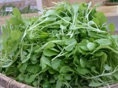 Rau mầm cải xanh nấu tôm